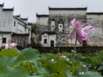 婺源旅游攻略，步步是“坑”一不小心就掉坑里，建议收藏  -图2