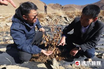 【更好潍坊】写在高原上的美丽神话——潍坊援藏工作图记  -图5